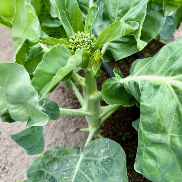 Chinese Kale - White Flowered Mid Early