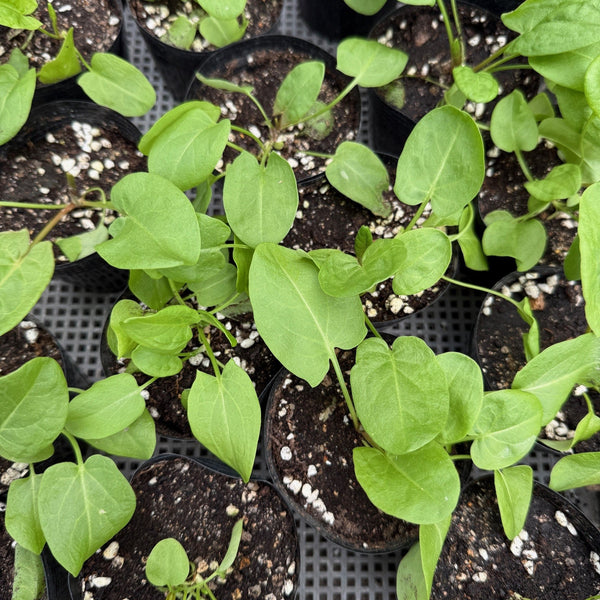 Sorrel Seedlings (SF or pick-up only)