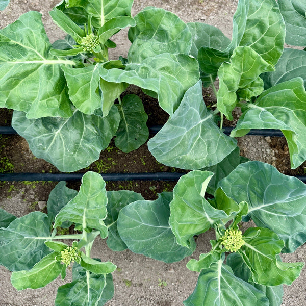 Chinese Kale - White Flowered Mid Early