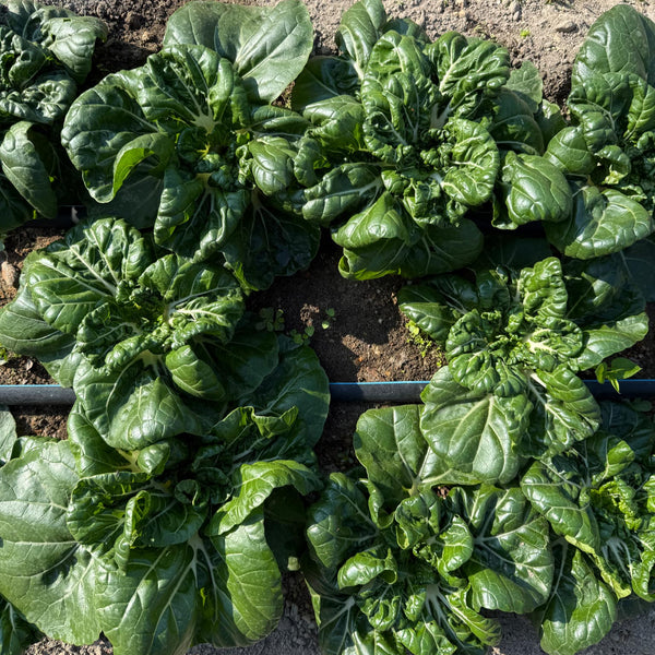 Pak choi - Hok Du