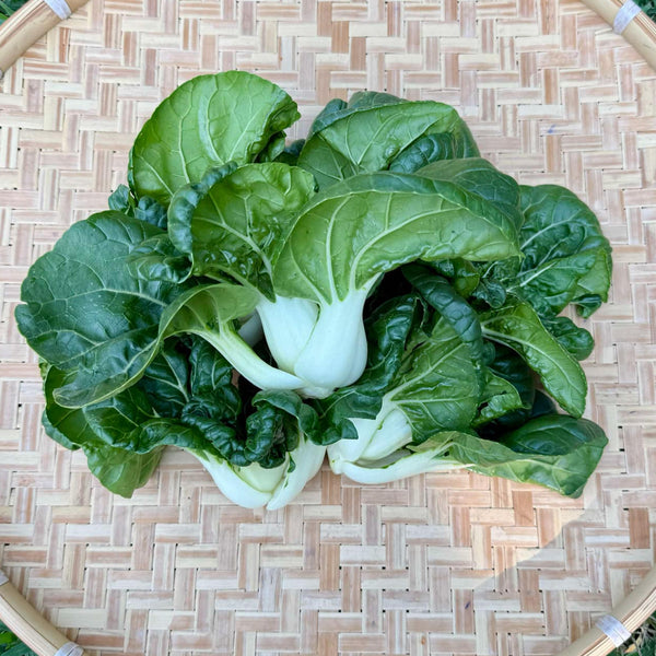 Pak choi - Hok Du