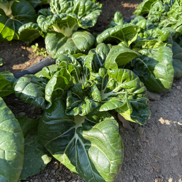 Pak choi - Hok Du