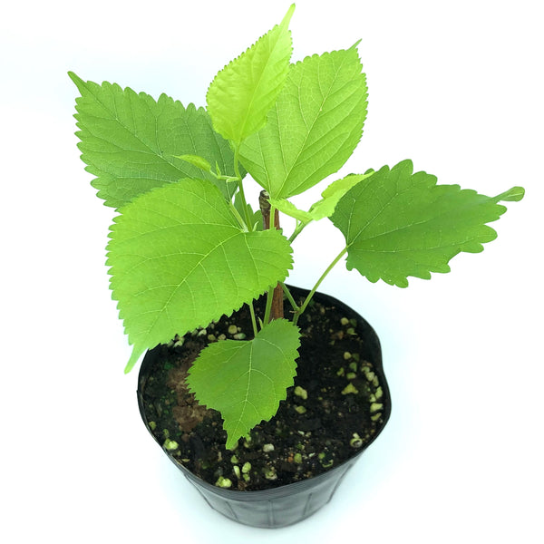 香港桑樹苗 Hong Kong mulberry seedling