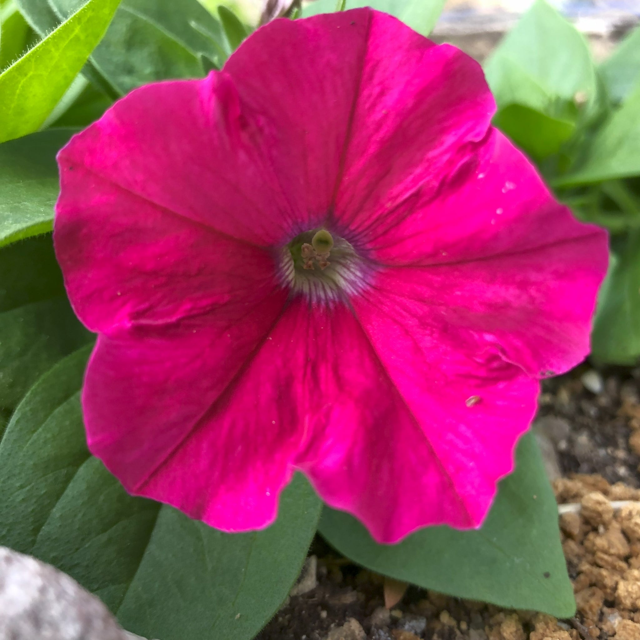 Petunia Seedling (Pickup Only)