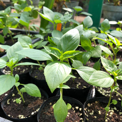 Herbs Thai Basil Seedlings (Pick-up only)