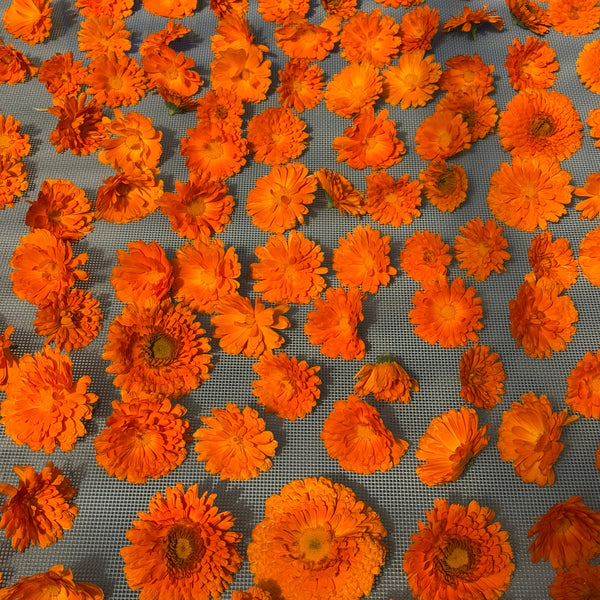 Dried Whole Calendula Flowers