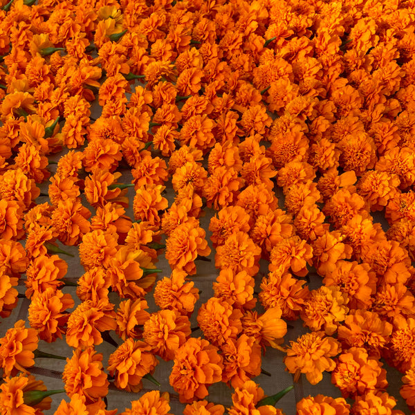 Dried French Marigold