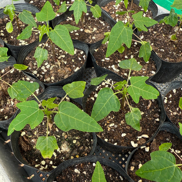 Red Lady Papaya Seedling