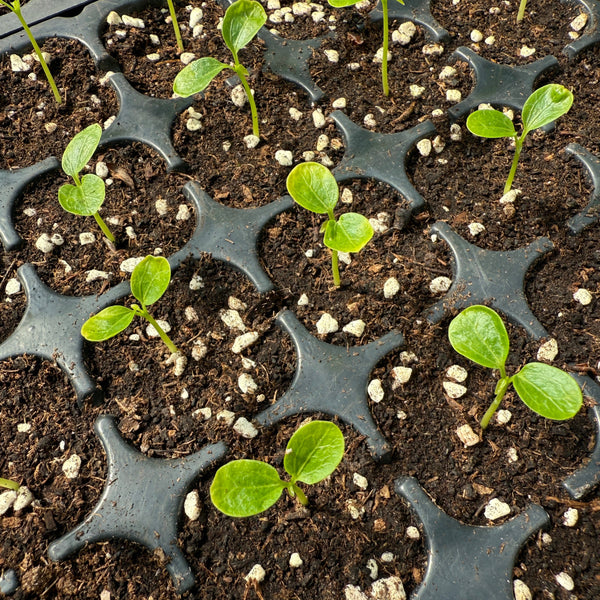 Red Lady Papaya Seedling