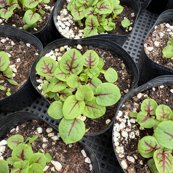 Sorrel Seedlings (SF or pick-up only)