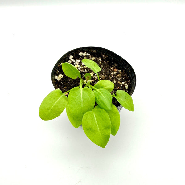 Sorrel Seedlings (SF or pick-up only)