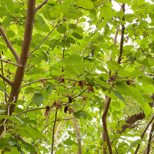 Mulberry Seedlings (Pick-up only)