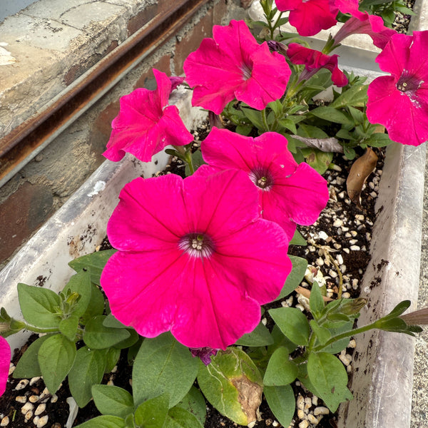 矮牽牛花苗