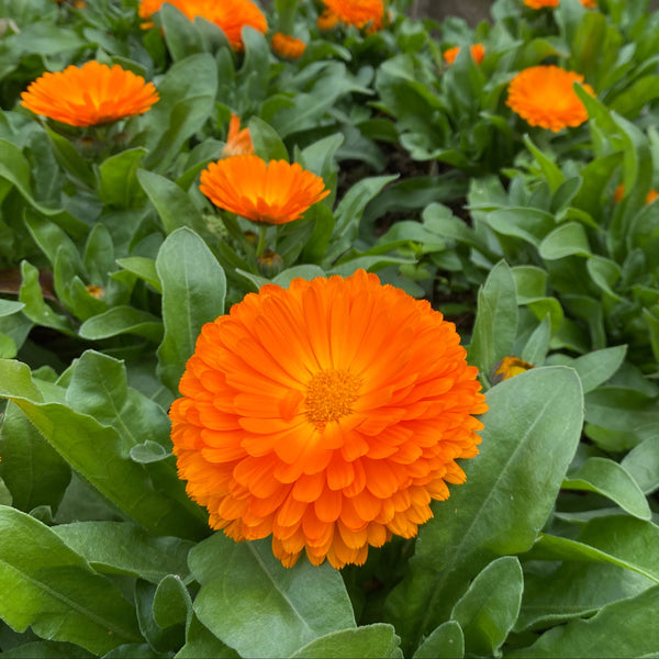 Dried Whole Calendula Flowers