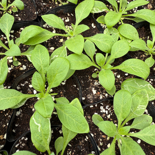 Petunia Seedling (Pickup Only)