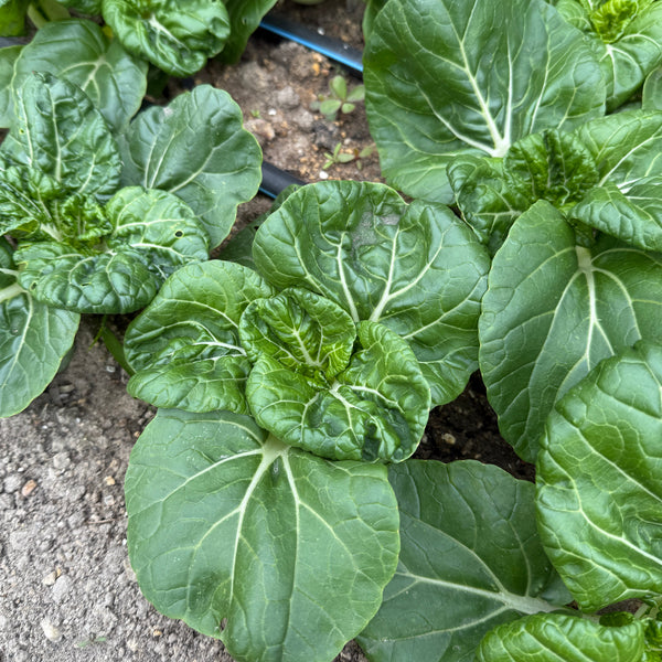 Pak choi - Hok Du