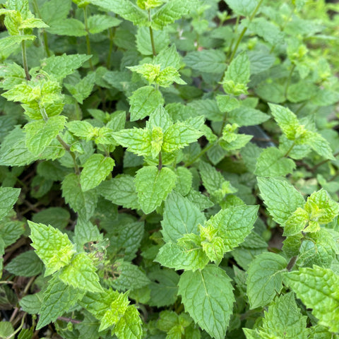 Herbs Mint Green