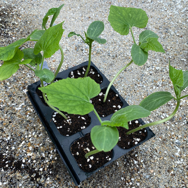  Hair Gourd Seedlings (Pick-up only)