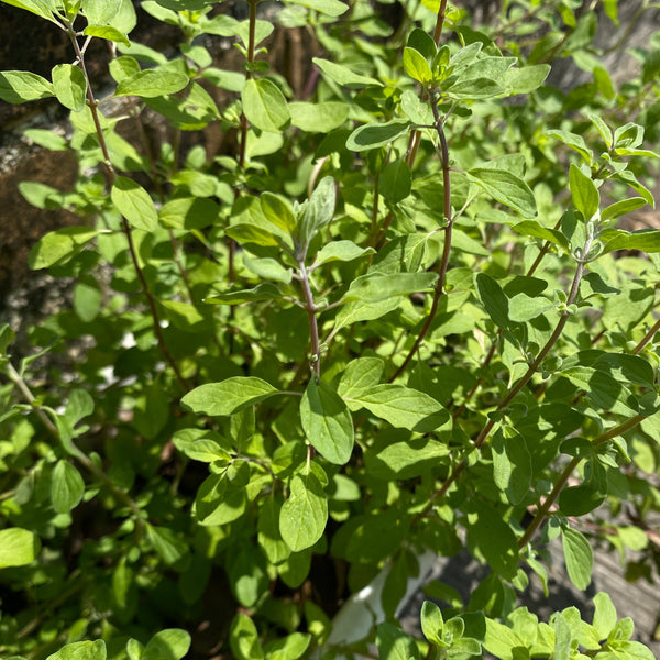 香草馬鬱蘭苗(不設平郵)