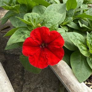 Petunia Seedling (Pickup Only)