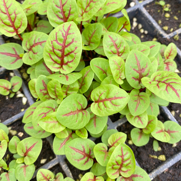 Sorrel Seedlings (SF or pick-up only)