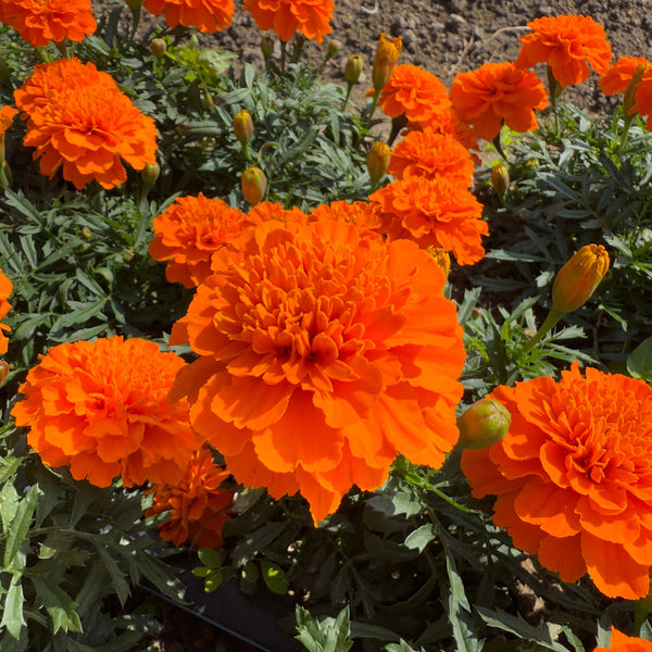 Dried French Marigold