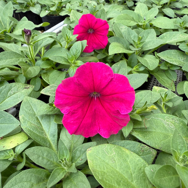 Petunia Seedling (Pickup Only)