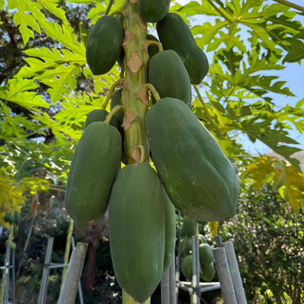 Red Lady Papaya Seedling