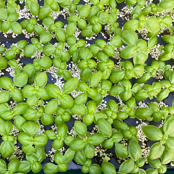 72格苗/ Seedlings- 72 grids