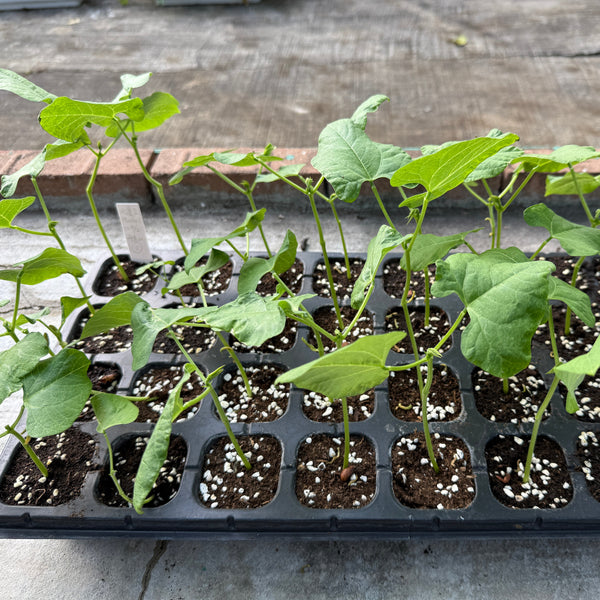 32格苗/ Seedlings- 32 grids