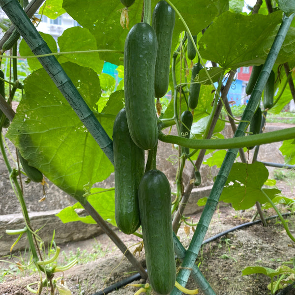 F1 Cucumber Seedling (Pickup Only)