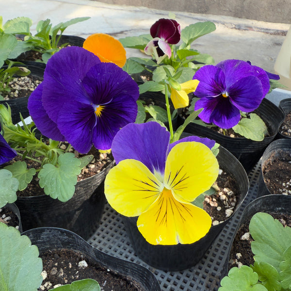 Viola Seedlings (Pick-up only)