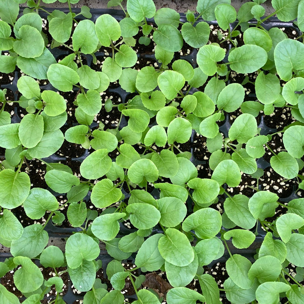 72格苗/ Seedlings- 72 grids