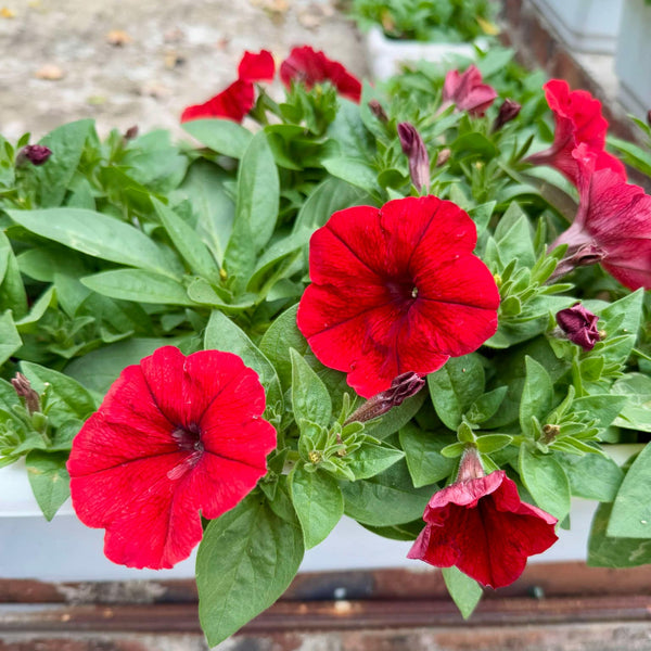 Petunia Seedling (Pickup Only)