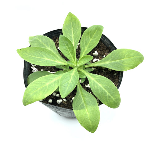 矮牽牛花苗 Petunia seedlings Hong Kong