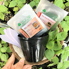 2024 HERBY TOMATO Seed Set【N/A for mail】