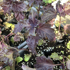 Herb Ruffled Red Basil Seedlings (SF or pick-up only)