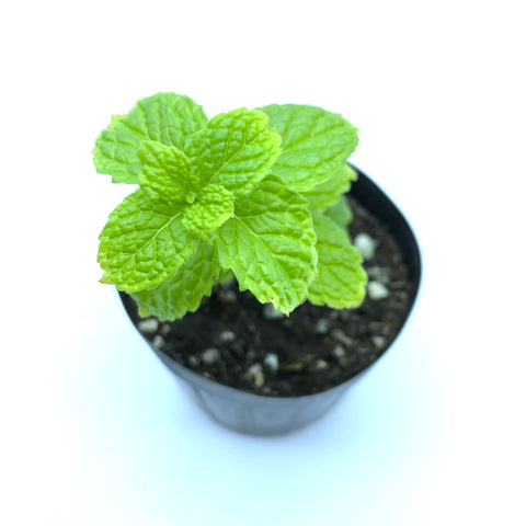 Herbs Mint Seedlings (Pick-up only)