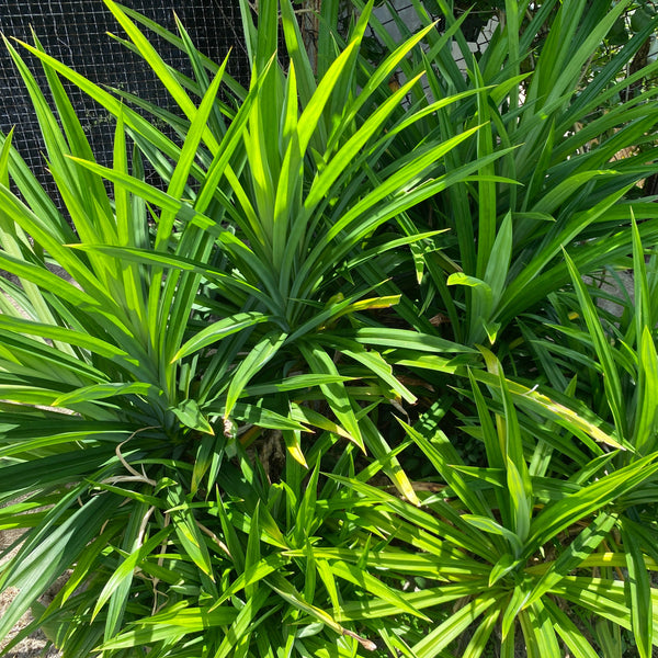 香港斑蘭扦插幼苗 Hong Kong Pandan transplant cutting Seedlings