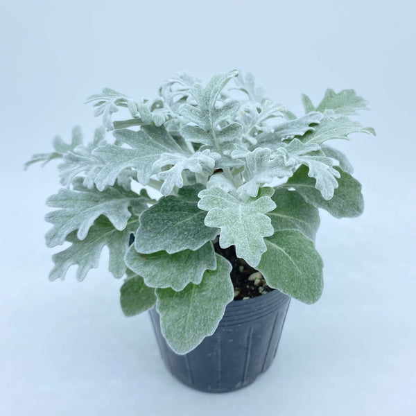 香港銀葉菊盆栽 Hong Kong pot plant dusty miller