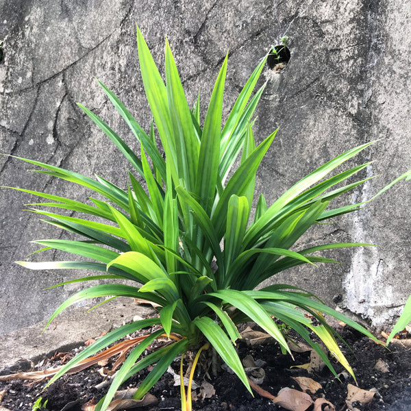 香港斑蘭扦插幼苗 Hong Kong Pandan transplant cutting Seedlings