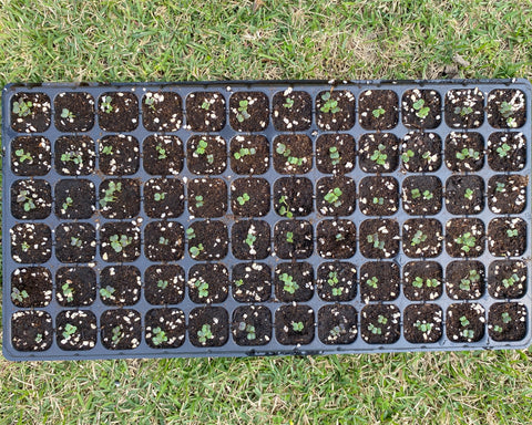 Leafy vegetable Seedlings 72 grids