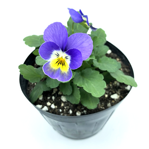 香港 三色菫花苗 盆栽 園藝 Hong Kong viola pansy seedling pot plant